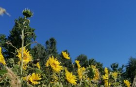 Sonnenblumenfeld, © Lisa Kriegleder